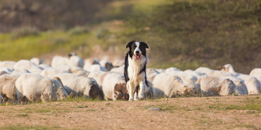 border collie dog herd herding livestock shepherd farm farm dogs