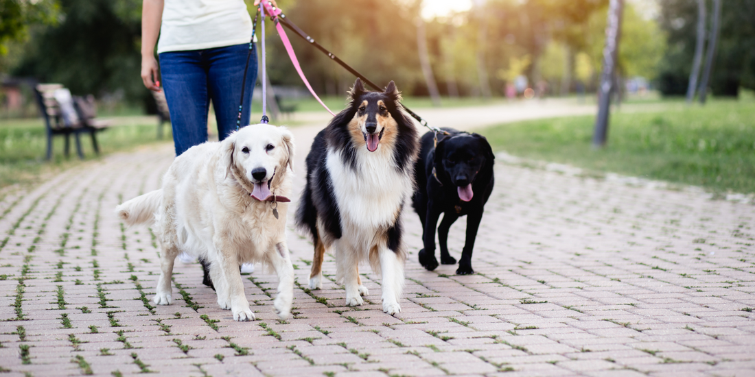 golden retriever rough collie and black lab labrador retriever dogs happy smiling walking social dog breeds friendly dog breeds