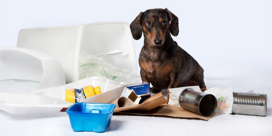 dachshund dog go green environmentally friendly eco-friendly earth day