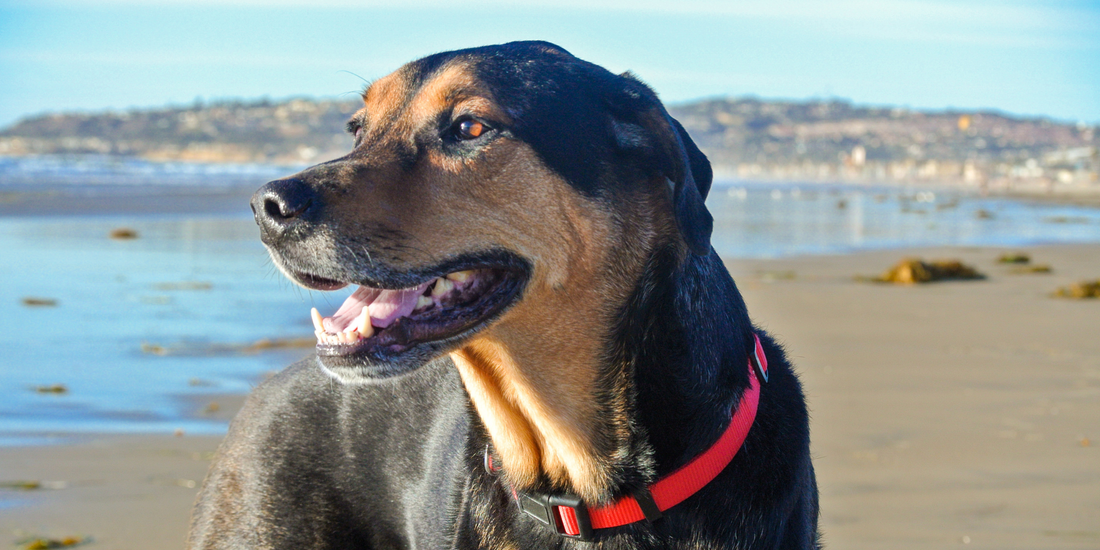 mutt mixed breed dog Rottweiler mix on San Diego beach mission beach dog-friendly beaches beaches that allow dogs dog beach