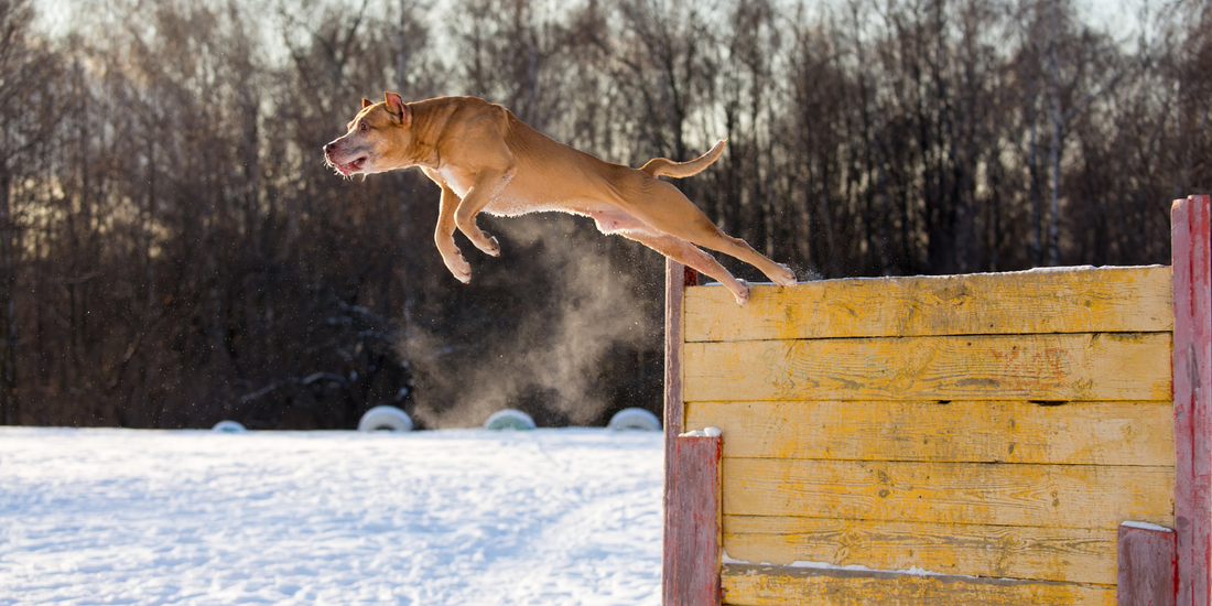 American pit bull terrier dog jumps over hurdle high vertical jump jumping in air