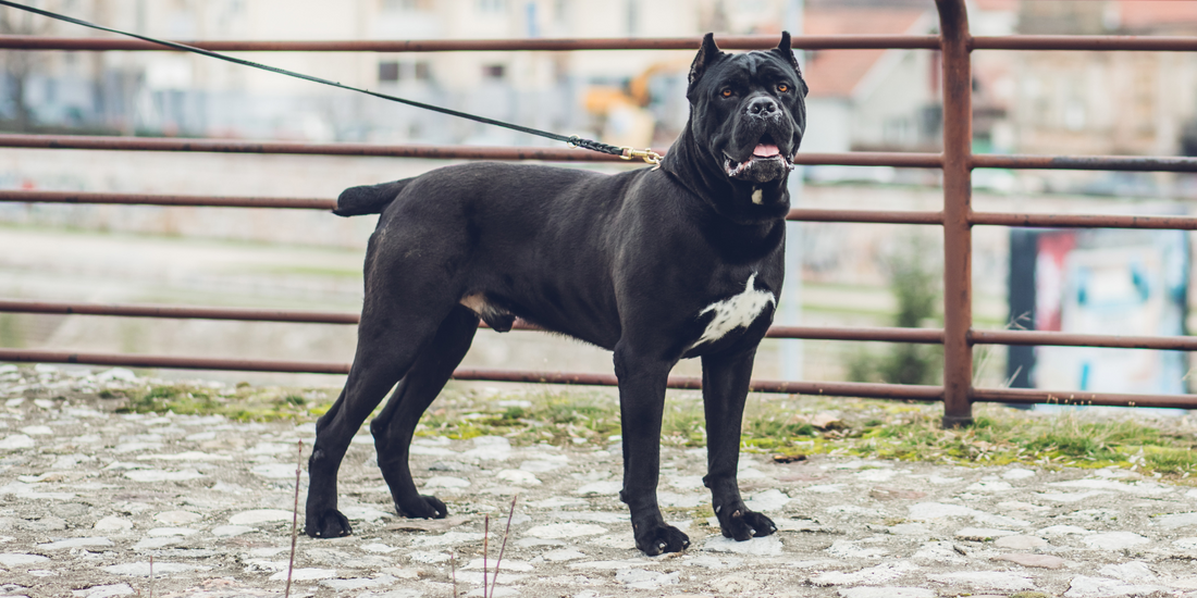 Italian dog breeds cane corso dog Italian mastiff dog going on walk in park dogs from Italy