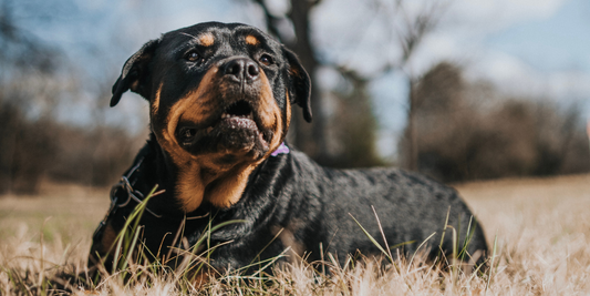Rottweiler dog lying in the grass outside in the sun