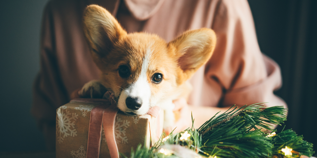 girl holding corgi dog near Christmas present and Christmas decorations pembroke welsh corgi puppy holidays with dogs