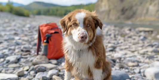 australian shepherd dog hike hiking gear essentials backpack water spray bottle