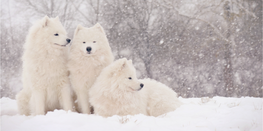 samoyed dog dogs winter snow breeds