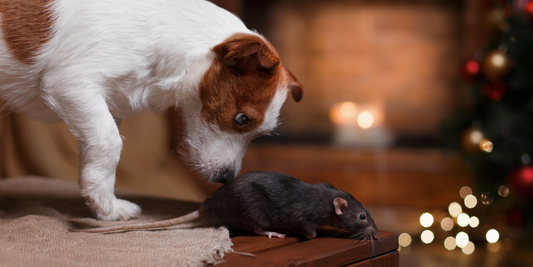 jack Russell terrier dog sniffing rat on table