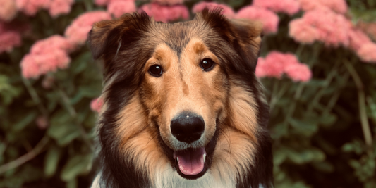 collie dog sitting with pink flowers spring season springtime spring safety