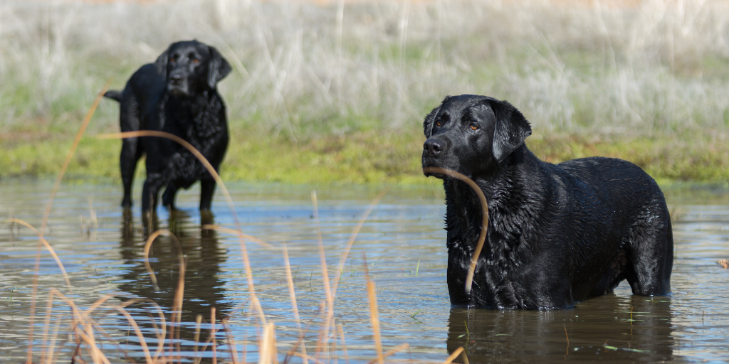 black Labrador retriever dogs swim swimming in water creek river marsh