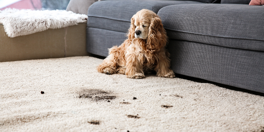 funny dog and its dirty trails on carpet cocker spaniel dog mud tracked inside onto rug
