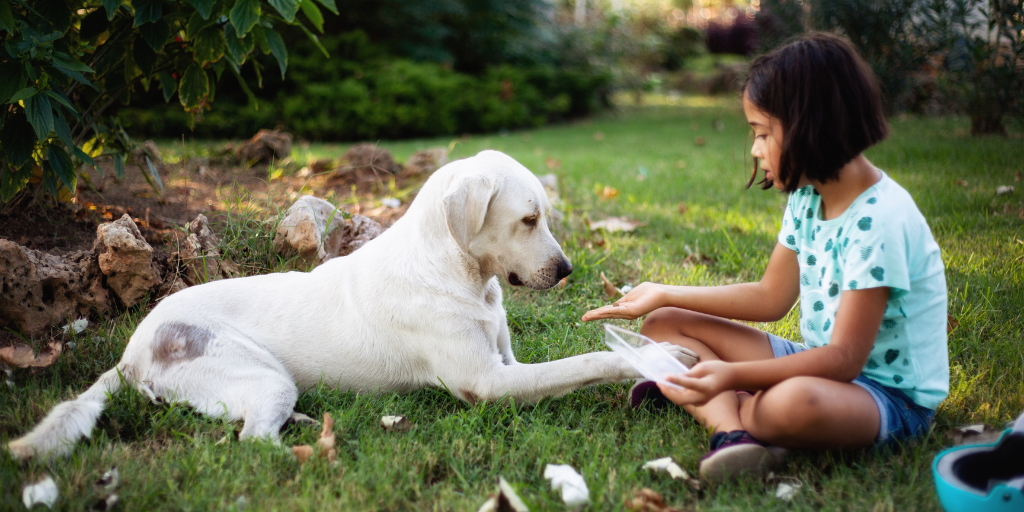 Labrador retriever lying on grass with young asian girl sitting offering treat in hand