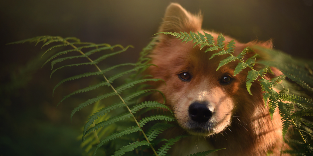 brown dog chow chow in green ferns