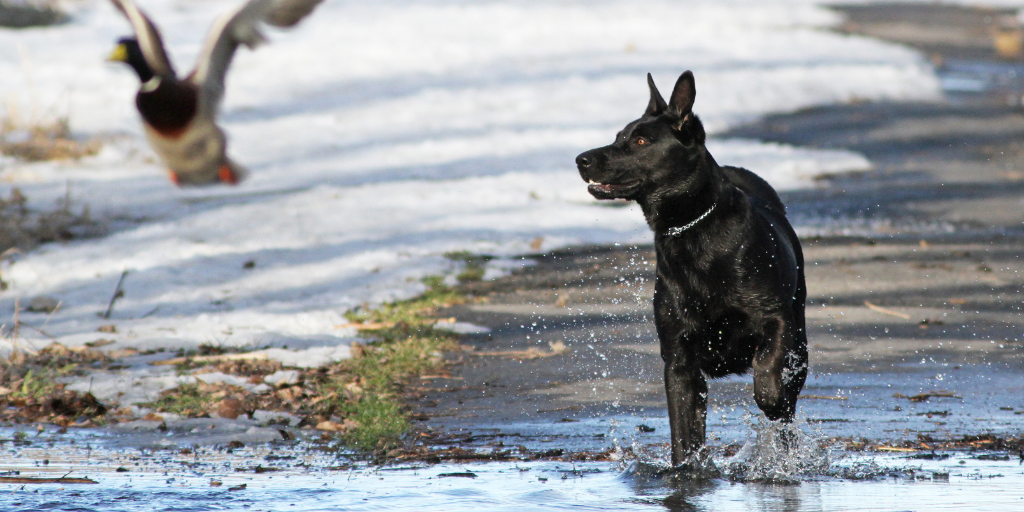 Labrador retriever dog hunting bird duck in water and snow