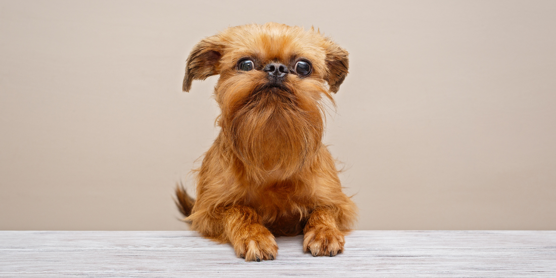 puppy brussels griffon dog bearded dog breeds with beards dogs with mustaches
