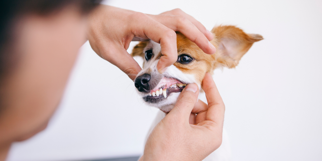 man checking dog teeth and gums dog dental health dog dental care bad breath in dogs smelly dog bad breath remedies