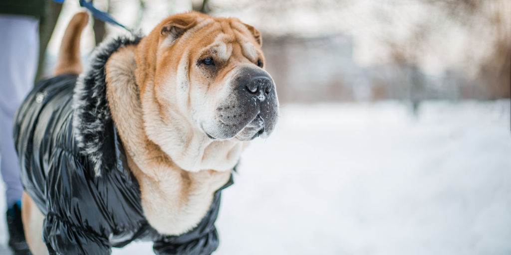Chinese shar pei winter snow dog breeds from china Chinese dogs