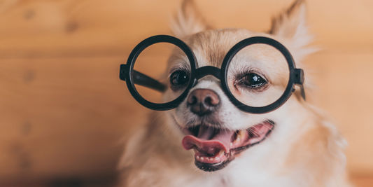 Pomeranian dog wearing black round eye glasses dog eyes dog eyesight dog vision at night dog color vision dog facts