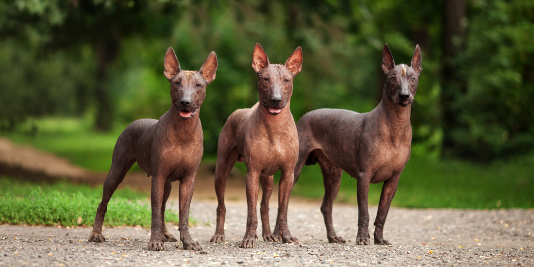Xoloitzcuintli dog breed dogs standing outside on path with greenery and trees around them