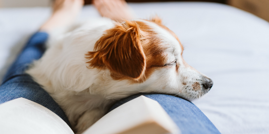 dog lying on owner lap while reading cuddle snuggle staying close love