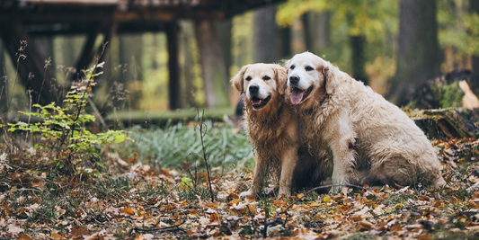 golden retriever adult senior dog socialize outdoor cabin