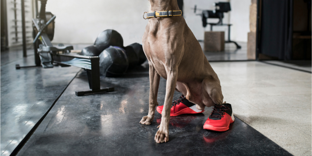 Weimaraner dog workout gym running shoes exercise winter