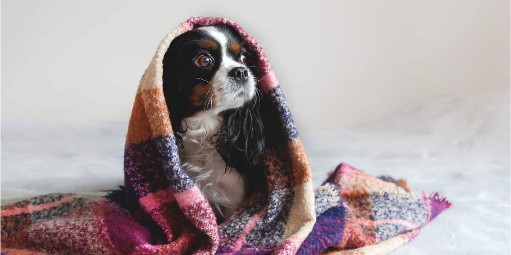 cavalier king charles spaniel dog in blanket snuggle cuddle warm cold winter illnesses