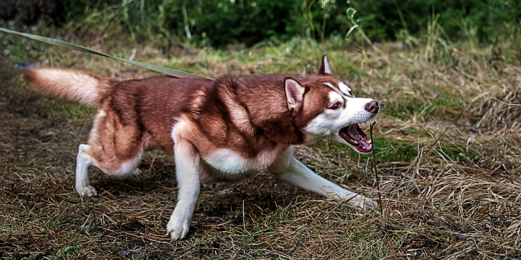 siberian husky dog pulling on leash trying to eat grass on walk