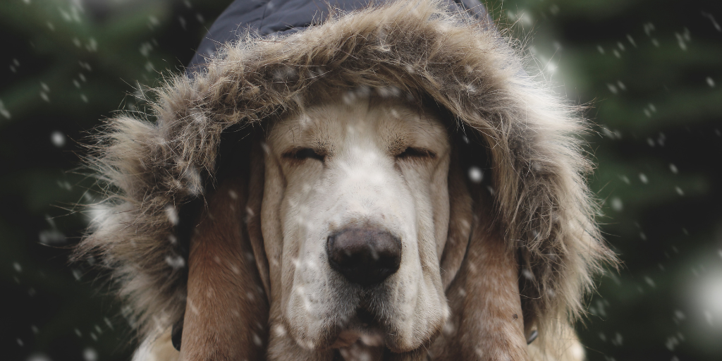 bloodhound hound dog in winter jacket squinting in snow