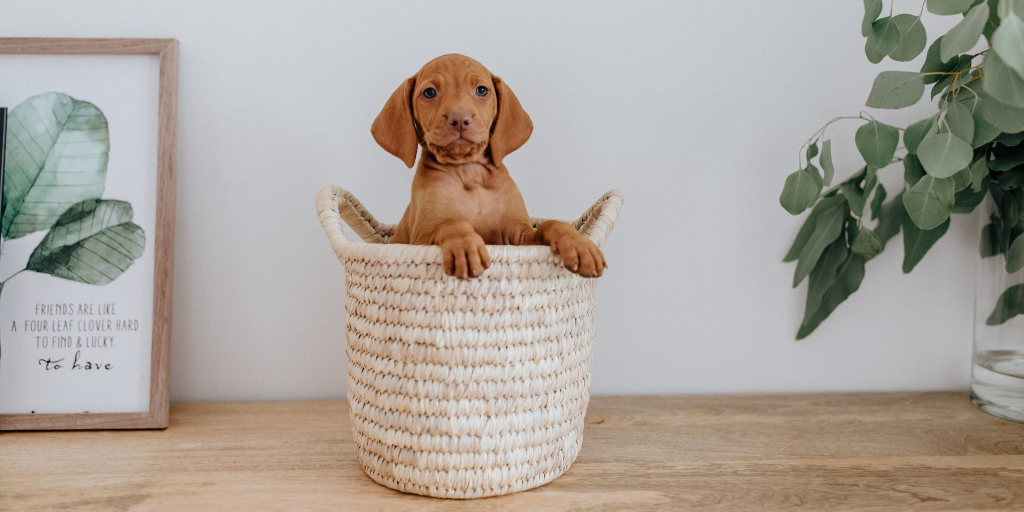 puppy vizsla in rope basket with plants and art first time dog owner 
