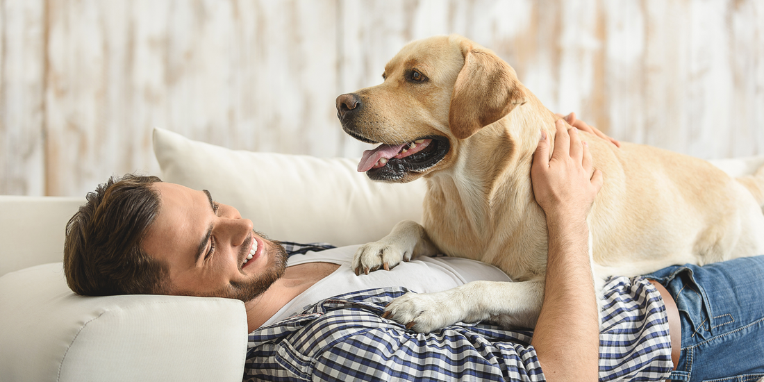 yellow labrador retriever dog lying on human on couch heart health humans