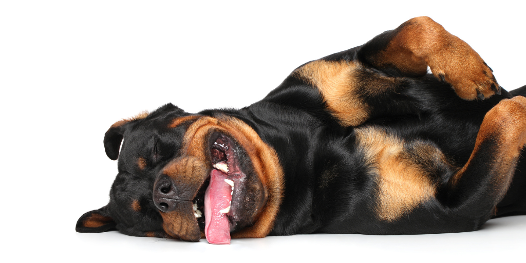 Rottweiler dog lying on ground tongue out happy smiling goofy misunderstood breeds