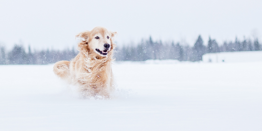 golden retriever dog running in snow winter romping around love snow