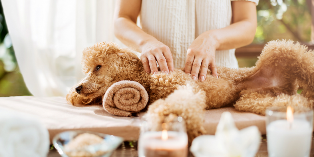 woman giving body massage to poodle dog at spa with aromatic flowers, lit candles and towels self-care tips from dogs