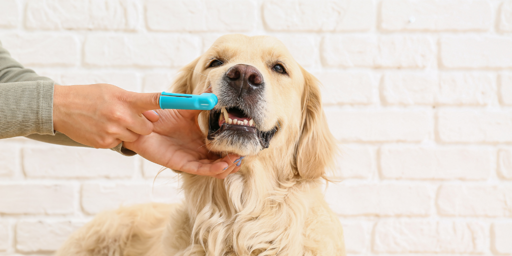 owner brushing golden retriever dog's teeth with finger brush toothbrush for canines