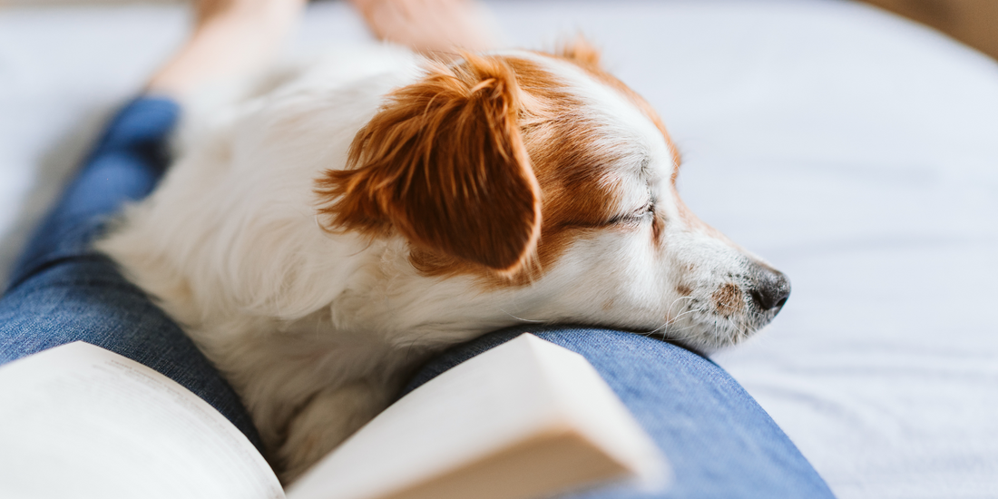 dog resting on woman's lap on the bed while she reads a book 