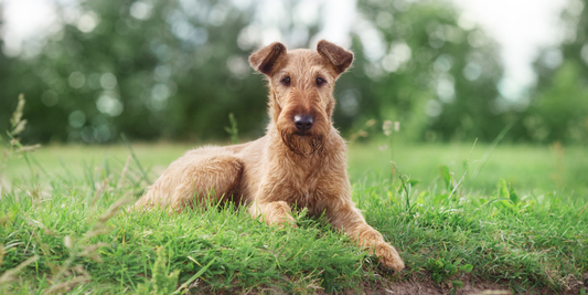 Irish terrier dog breed lying in grass Irish dog breeds from Ireland