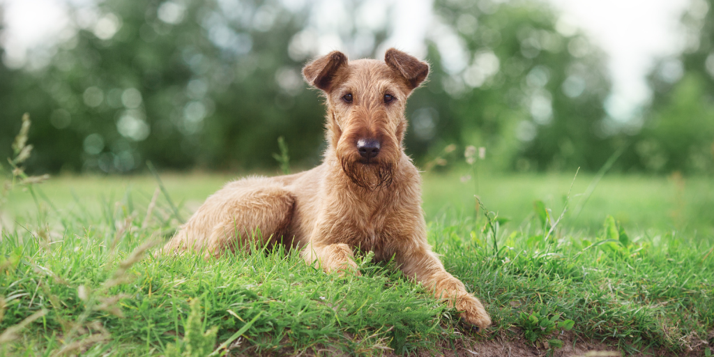 9 Irish Dog Breeds You May Not Have Heard Of The Pawsitive Co