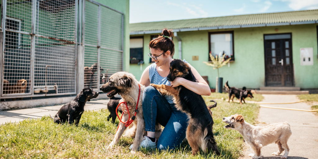 woman with mutts and dogs at animal shelter dog shelter rescue dogs