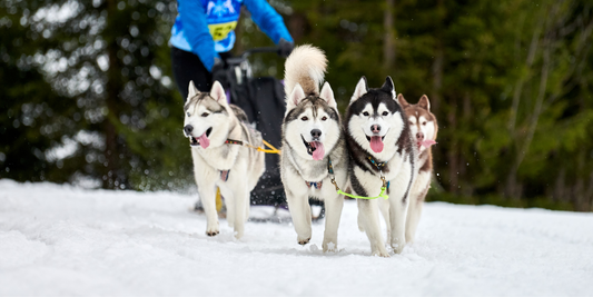 Siberian Huskies in Sled Dog race husky sled dog racing winter dog sport sled team competition Siberian husky dogs pull sled with musher active running on snowy ground