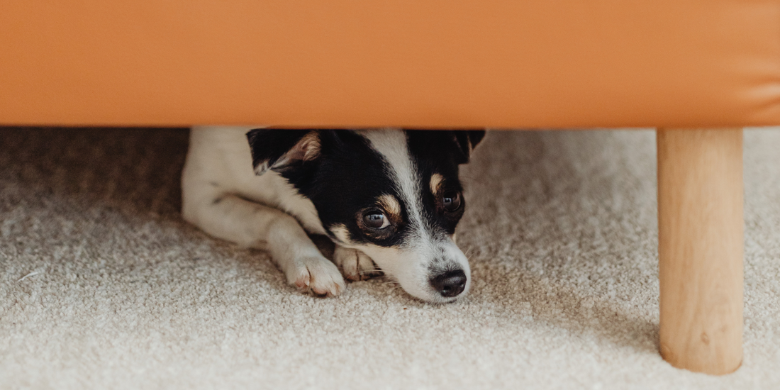 small dog hiding under couch scared dog anxious dog terrier toy dog breed