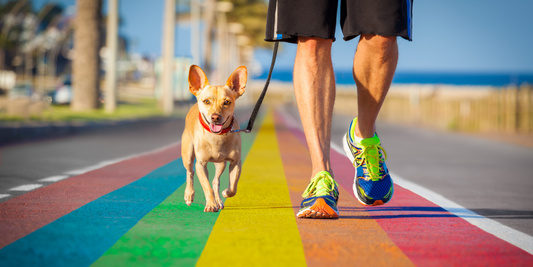 little dog and owner walking on rainbow sidewalk gay pride can dogs see colors are dogs color blind