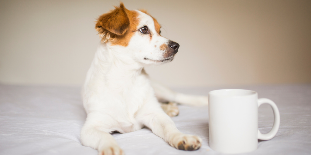 mixed breed dog mutt coffee mug Starbucks Puppuccino whipped cream