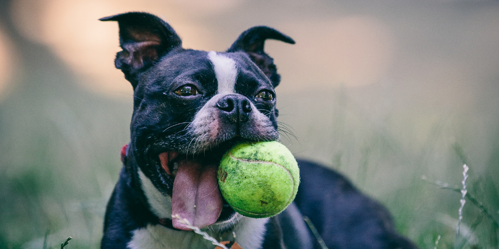 boston terrier dog yellow tennis ball fetch
