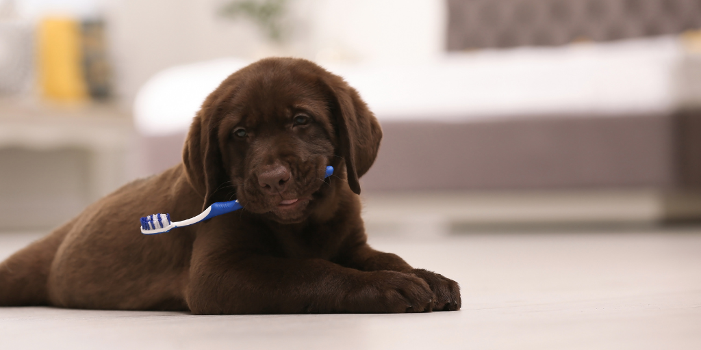 adorable chocolate labrador retriever puppy with toothbrush on the floor inside dog dental health care