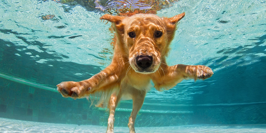 golden retriever dog swimming in pool under water