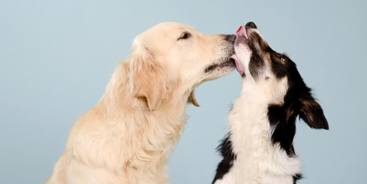 golden retriever dog shepherd collie dog licking kissing in love