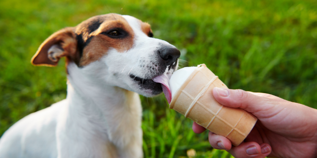 jack Russell terrier dog eating vanilla ice cream cone