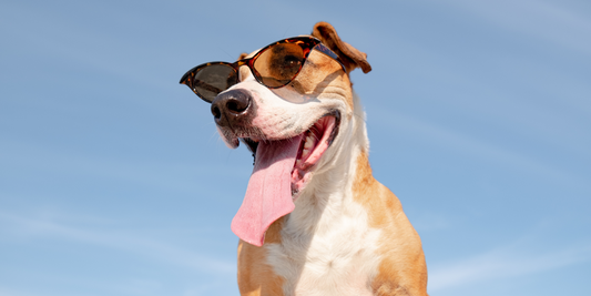 mutt mixed breed pit bull terrier dog with sunglasses on panting in sun