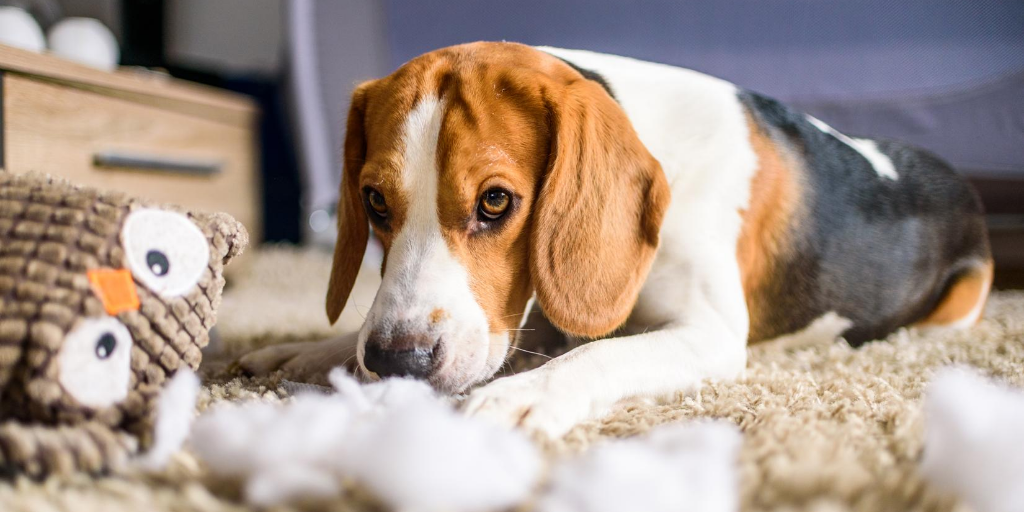 beagle dog toy destroyed ripped fuzz mistakes