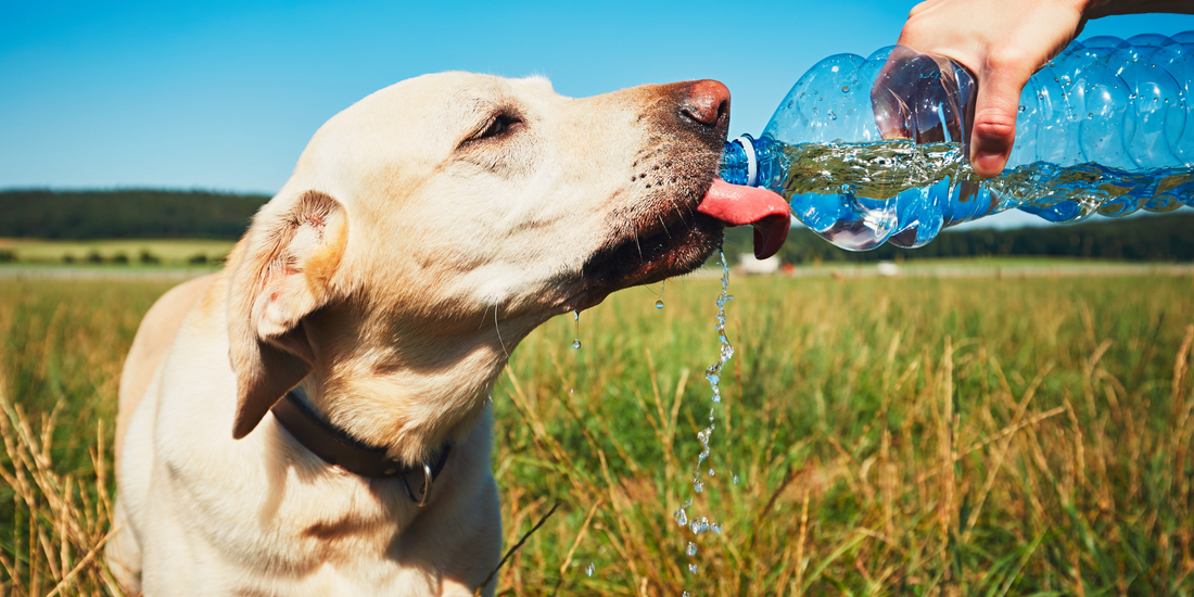 thirsty dog hot day with dog thirsty yellow labrador retriever drinking water from plastic water bottle
